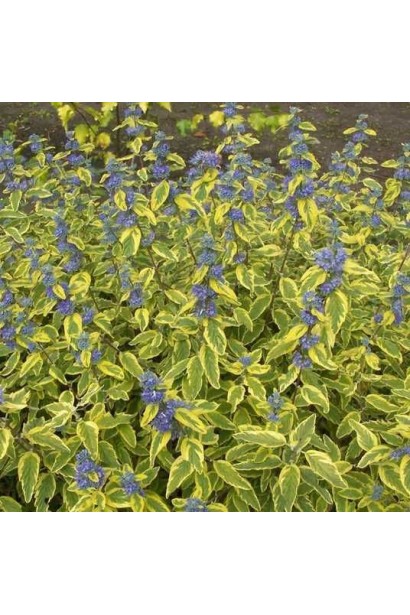 Строкате листя каріоптерису